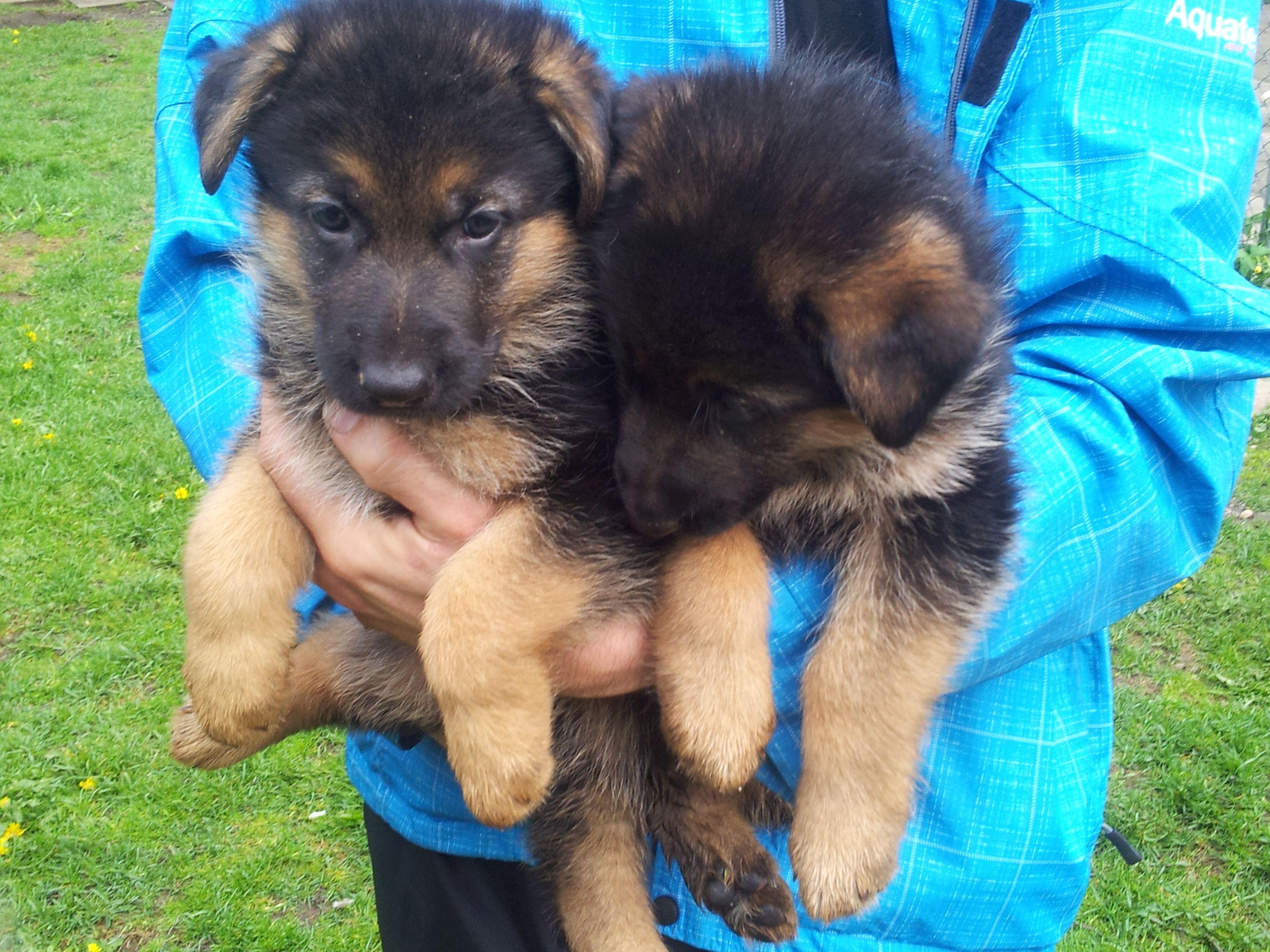 Berger-Allemand-fait-2