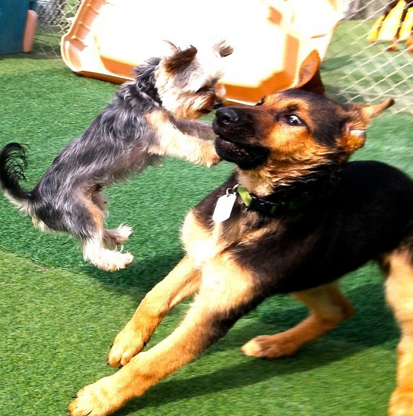 Berger-Allemand-fait-17