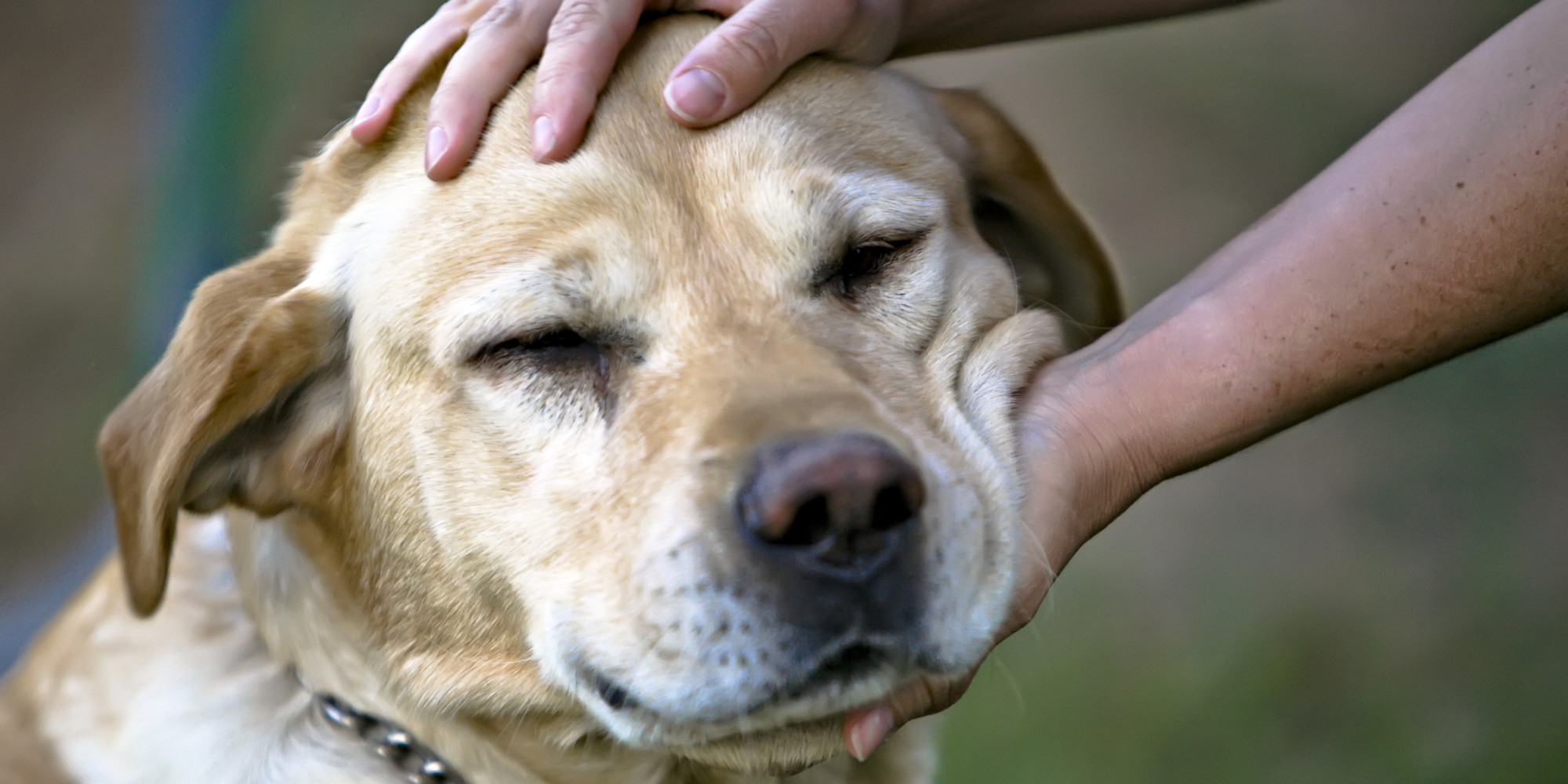 Person petting a yellow Labrador Retriever