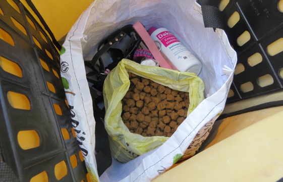 chien-babines-espoir-4