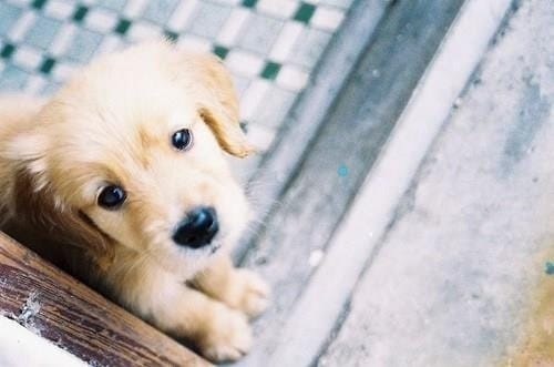 Un chiot Golden Retriever