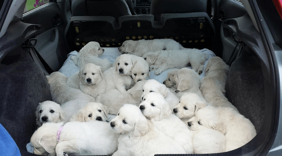 Le Golden est proche du Labrador