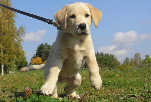 How-to-get-puppy-used-to-leash-and-collar