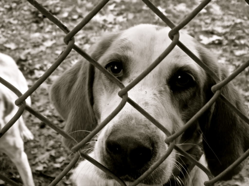 caged-dog