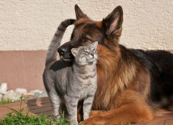 cute-cat-with-dog-pics