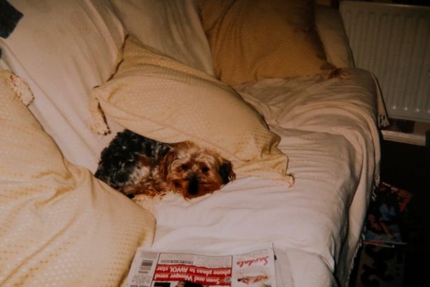 oldest-dog-britain-2