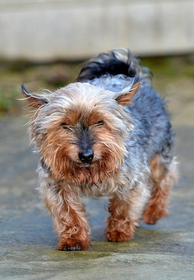 oldest-dog-britain-4