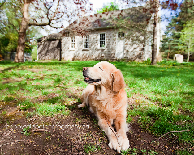 blind dog born without eyes works with children, 'Smiley'