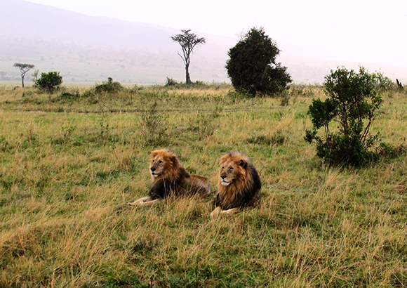 Cecil-lion-endangered-1