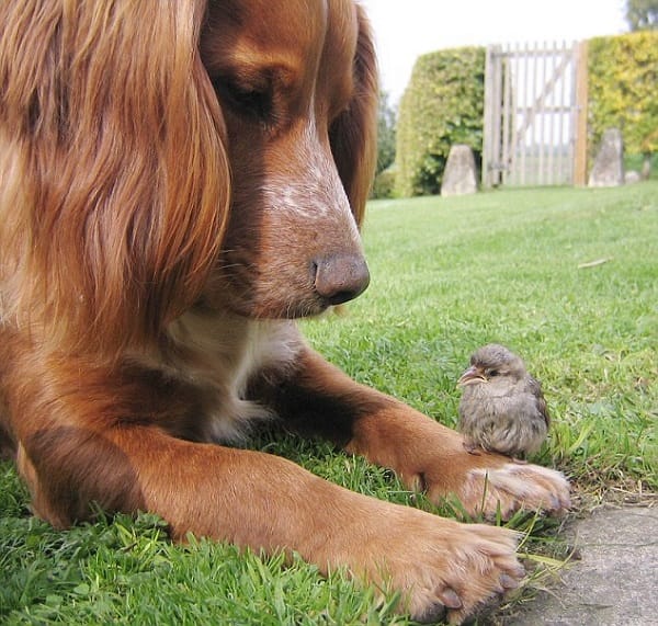 Mans best friend becomes a sparrows best friend.This fledgeling had a narrow escape after it had fallen from its nest and was befriended by Flint the Cocker Spaniel. ‘Chicky’ as the sparrow was named by graphic designer Greg Larcombe's four children was cared for by twins Rebecca and Annabel aged 13, Harry aged 11 and Sophie aged 8 and fed a diet of mealworms which saw Chicky flourish and eventually leave the familys Wiltshire home.