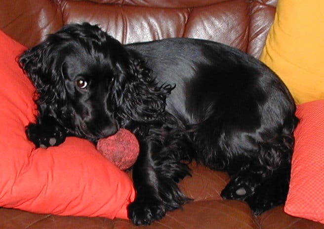 cocker-spaniel-14