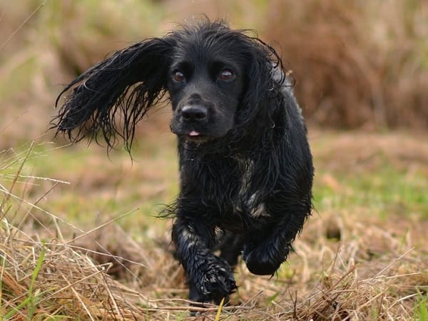 cocker-spaniel-12