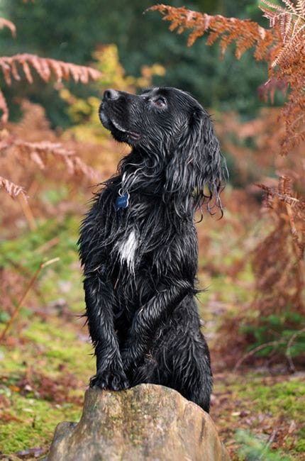 cocker-spaniel-13