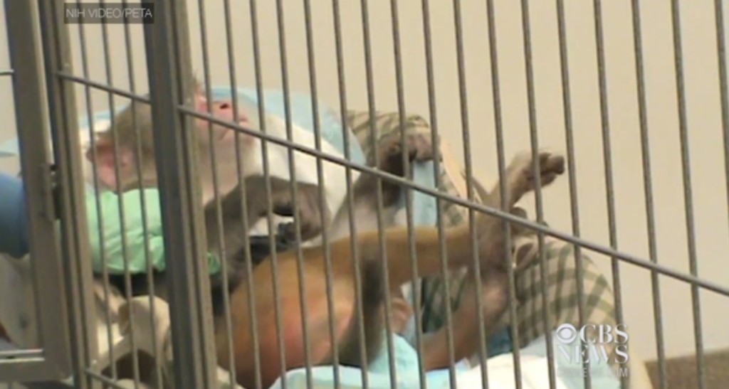 Baby-monkey-experiment-5