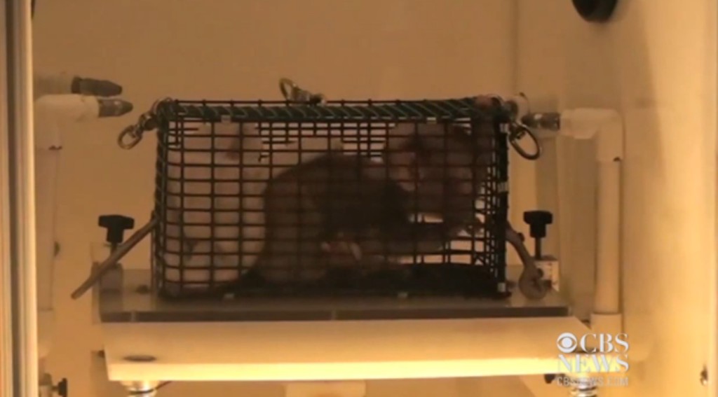 Baby-monkey-experiment-6