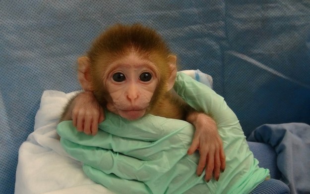 Baby-monkey-experiment-1