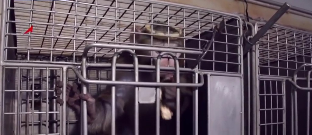 Monkeys-mars-2017-Peta-4