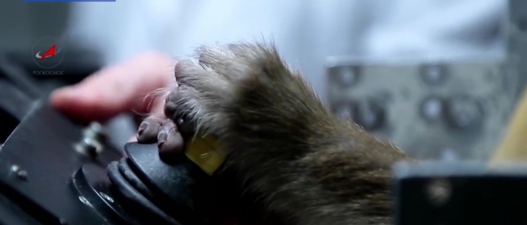 Monkeys-mars-2017-Peta-6