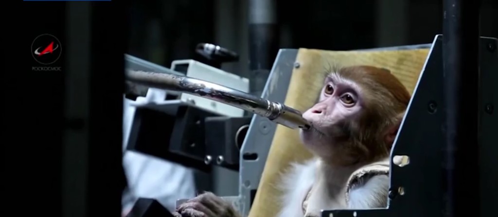 Monkeys-mars-2017-Peta-5