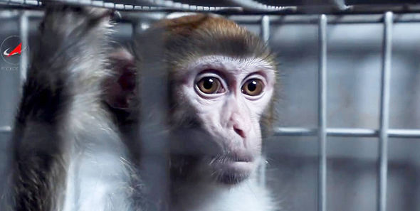 Monkeys-mars-2017-Peta-2