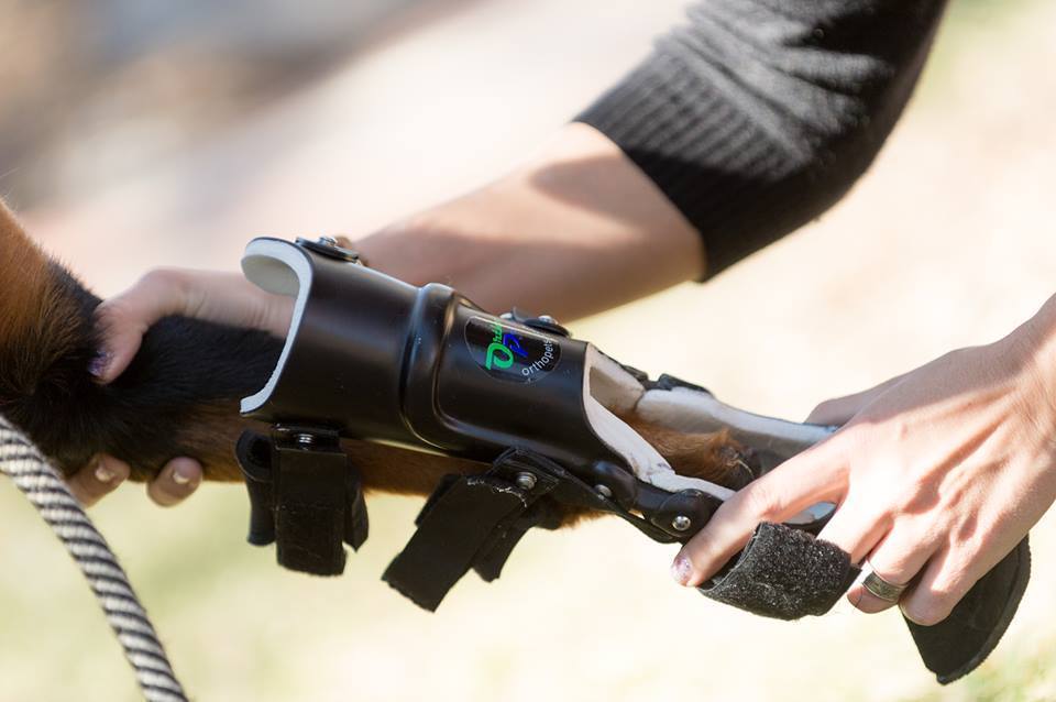 amputes-quatre-pattes-1