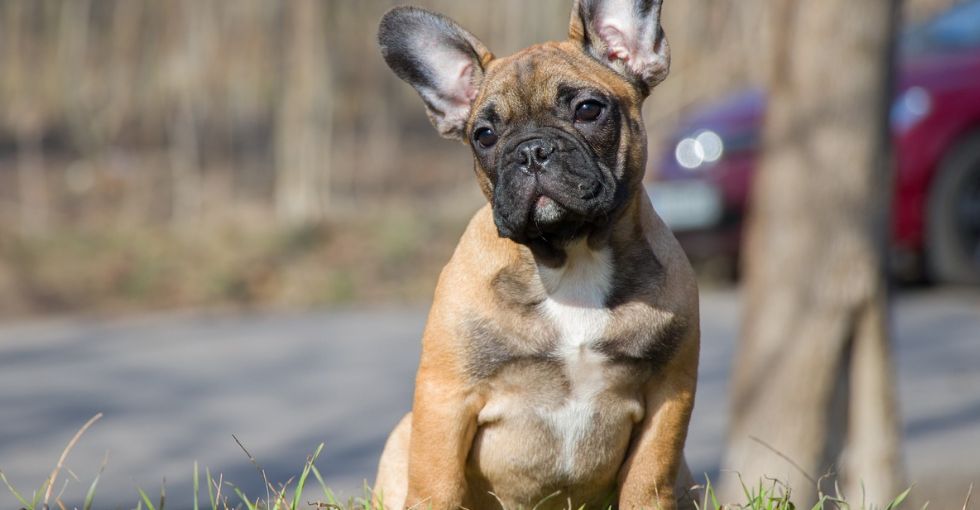 Vol de chiens en France