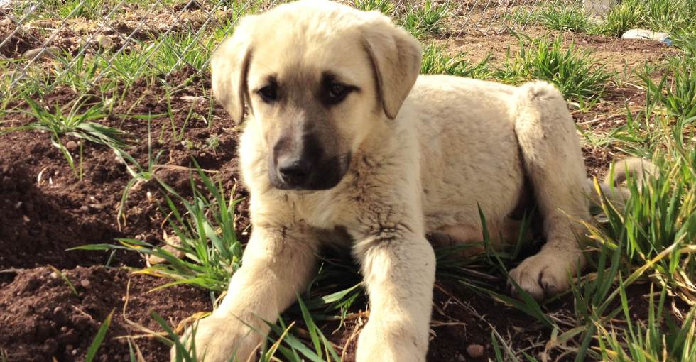 Un chiot berger d'Anatolie allongé dans l'herbe