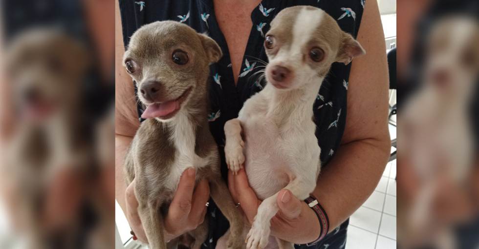 chihuahuas abandonnés