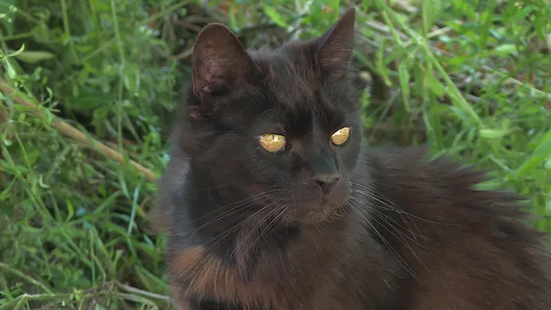 Mika fait partie des nombreux chats du quartiers qui vont pouvoir profiter du chatabri.