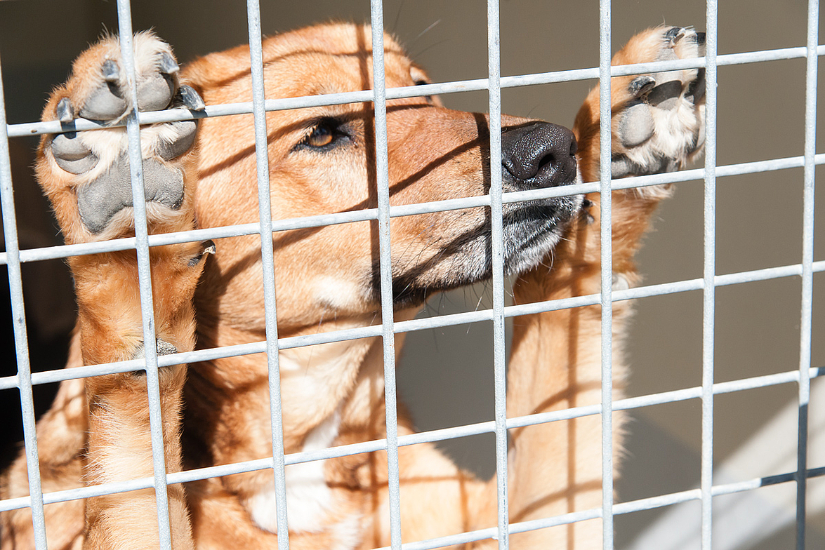 Plan « animaux de compagnie » : la Fondation 30 Millions d'Amis attend des  mesures plus ambitieuses - Fondation 30 Millions d'Amis