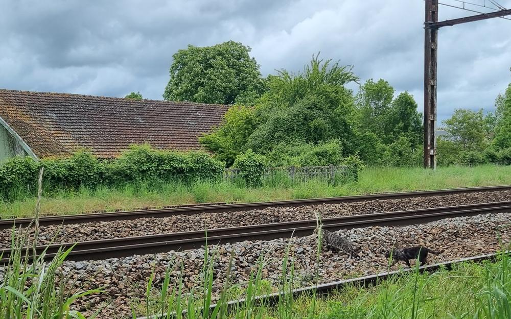 Montmoreau : Le casse-tête des chats errants