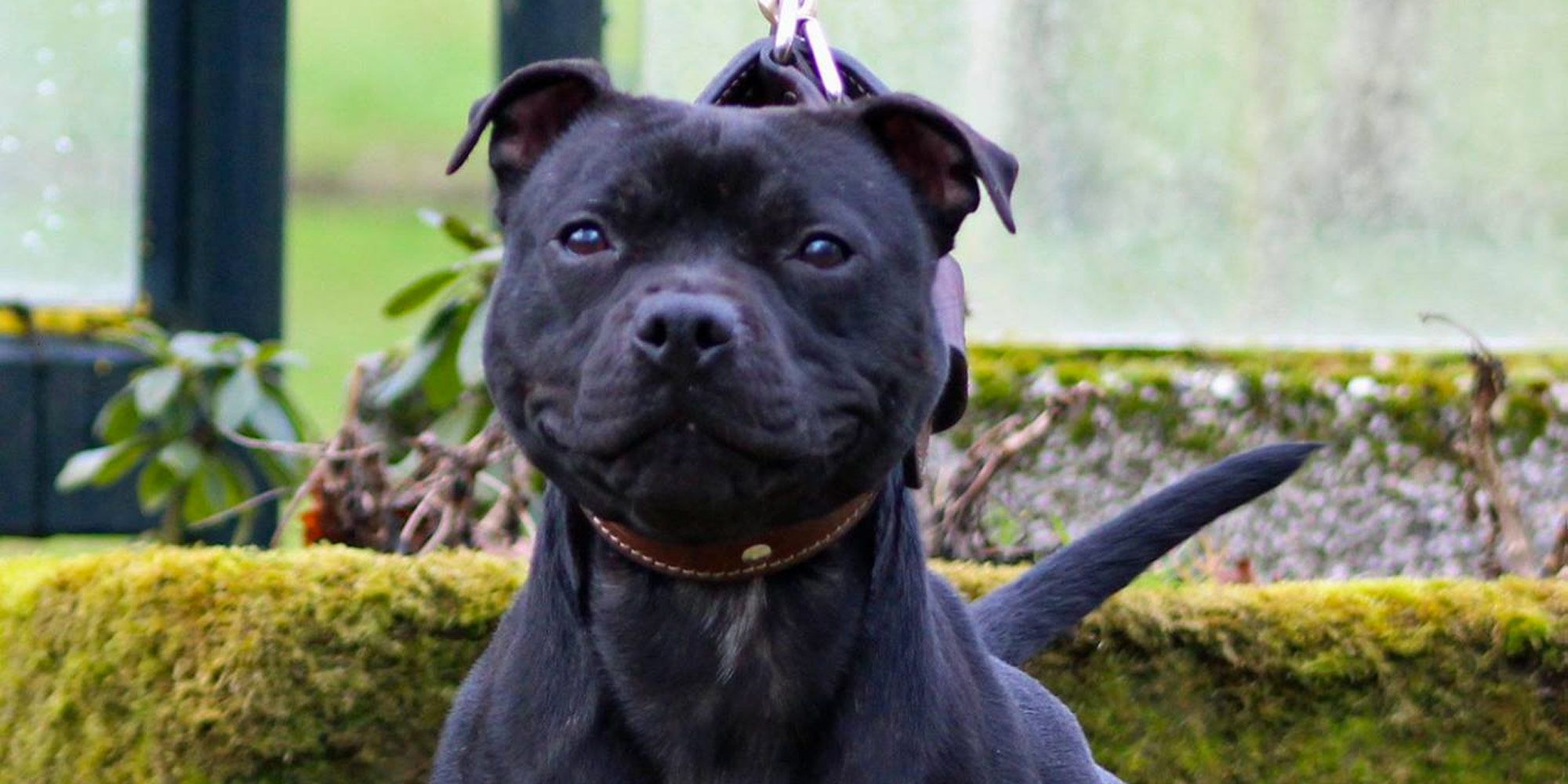 Affaire Pilarski : le pitbull Curtis, seul coupable