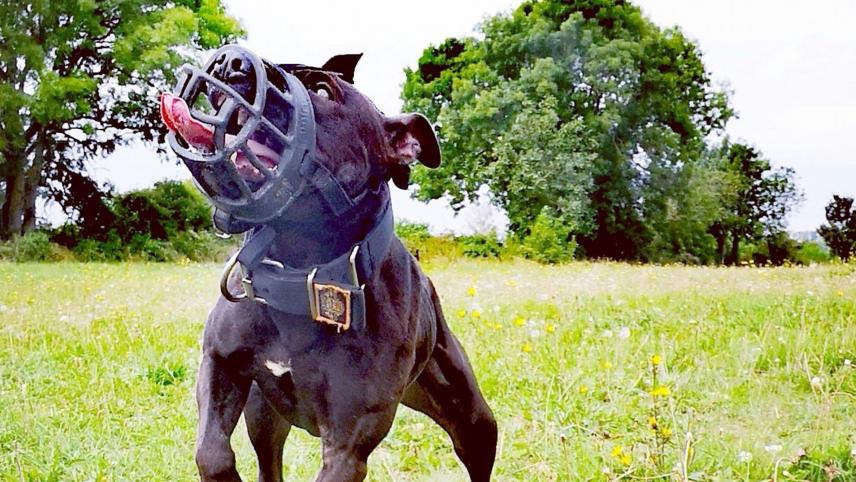 Affaire Pilarski: les nouvelles expertises confirment la seule implication  du chien Curtis - Courrier picard