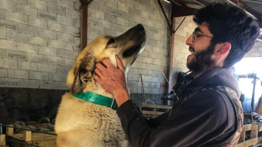 Sabor, un berger d’Anatolie, était âgé de 2 ans. PHOTO DR