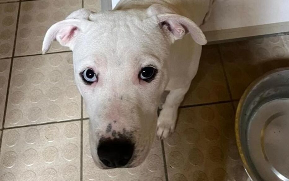 Les Ulis. Teddy est un chiot de cinq mois. Il a été pris en charge par l'association Action Protection Animale après avoir été saisi chez son propriétaire maltraitant.