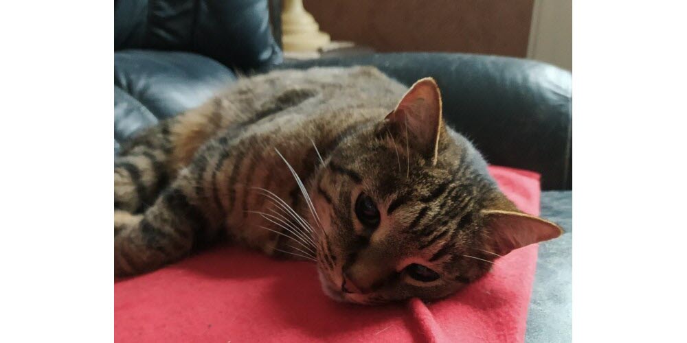 Loulou adorait faire la sieste sur sa couverture rouge.  Photo fournie par le couple