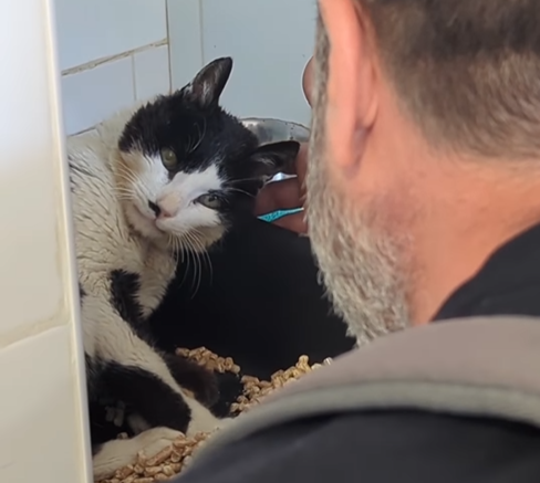 Le chat retrouve son maître.