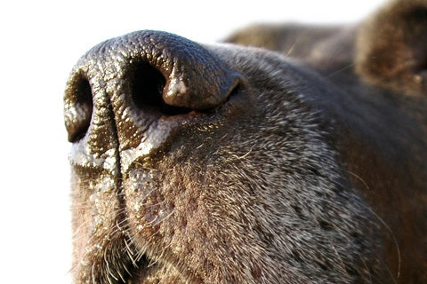 Tout savoir sur l'odorat du chien, ce flair à toute épreuve !