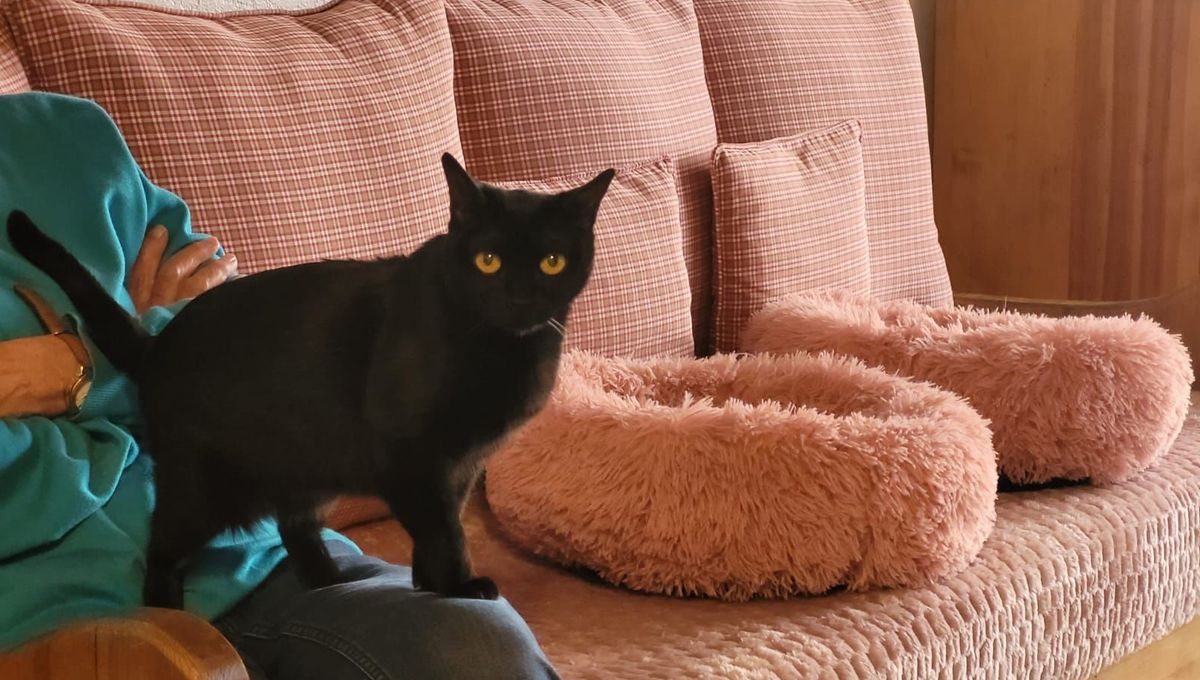Ce chat a été recueilli par Nanou Bertrand à Lamalou-les-Bains