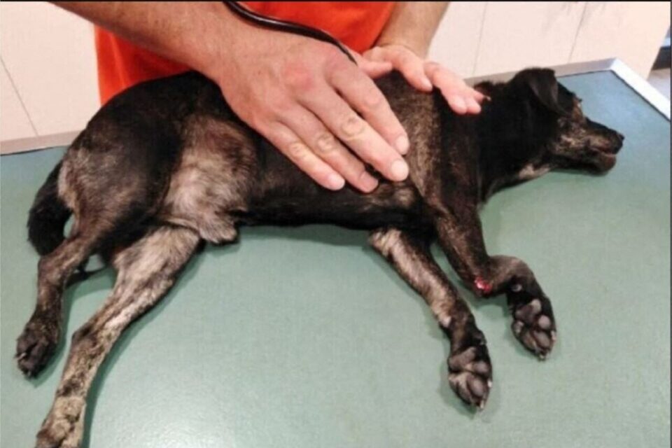 Bidule souffrait de trois fractures aux pattes après sa deuxième chute. Il avait dû être euthanasié.