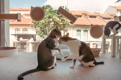 Rescued cats found at Singapore’s first cageless cat adoption centre and cat cafe at Joo Chiat.