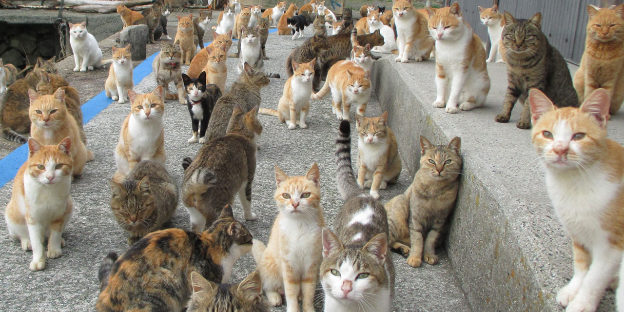 Le saviez-vous : Qu'est-ce que le Syndrome de Noé, qui met en danger les  animaux de compagnie