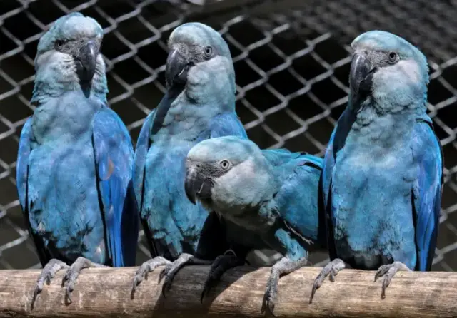 Centre de conservation de l'ara hyacinthe au zoo de São Paulo