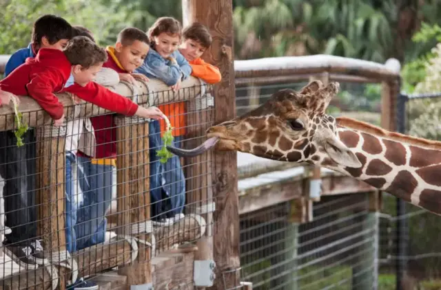 Des enfants donnent de la laitue à manger à une girafe dans un zoo