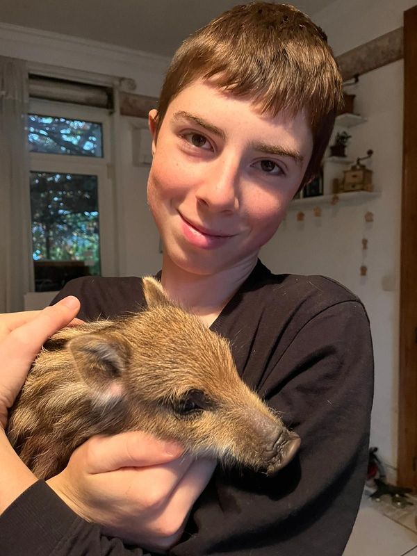 Le marcassin, blessé par des chiens de chasse, a été soigné par une famille de Boiry-Becquerelle, près d'Arras