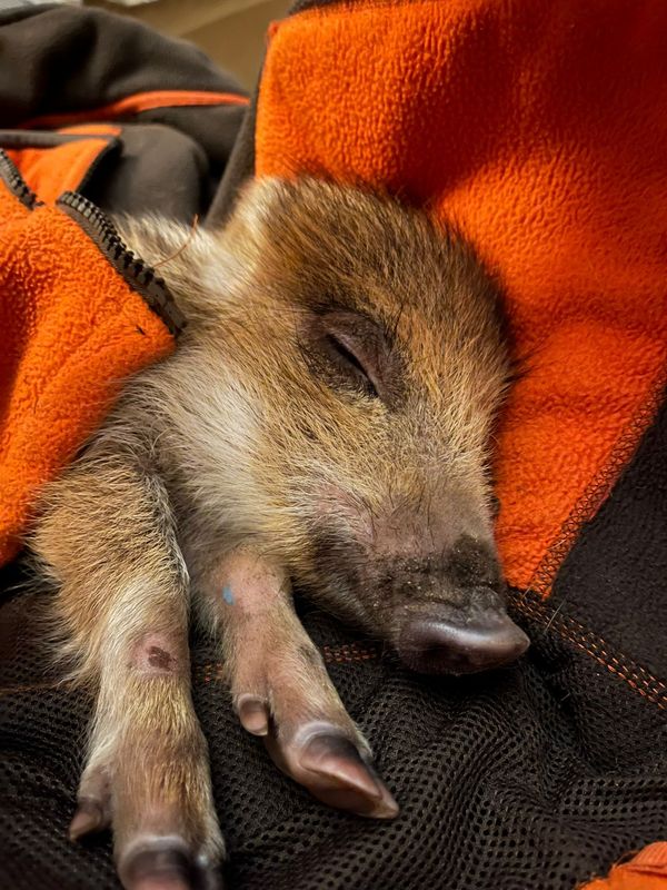 Ce marcassin, blessé lors d'une partie de chasse, a été accueilli pendant deux mois par une famille de Boiry-Becquerelle, près d'Arras