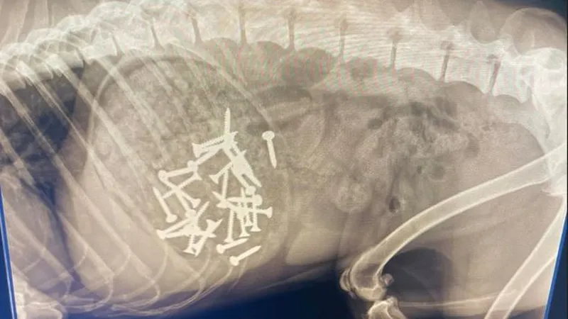 Des vis retrouvées à l'intérieur du chien de Stéphanie Durand.