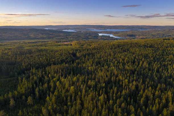 This is an image of a Swedish Forrest