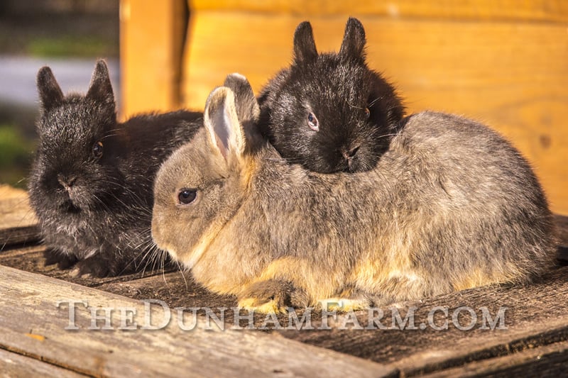 Netherland Dwarf Bunnies Fort Worth, TX