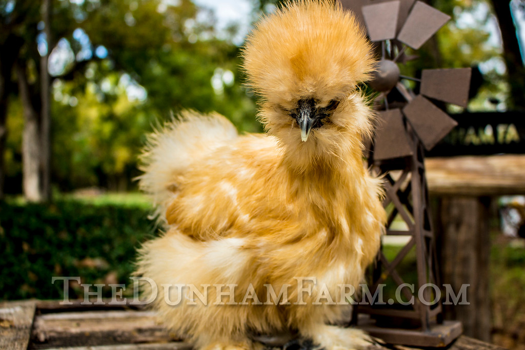 Silkie Chickens For Sale